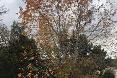 Black Cherry Tree