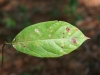 Black-gum: Leaf