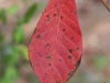 Black-gum: leaf