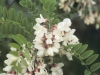 Black locust: Flower
