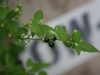 Black Nightshade: Fruit