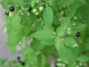 Black Nightshade: Leaf