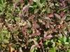 Blackberry, Dewberry, Bramble: Leaf