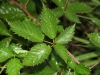 Blackberry, Dewberry, Bramble: Leaf