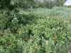 Blackberry, Dewberry, Bramble: Population