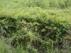 Blackberry, Dewberry, Bramble: Whole Plant