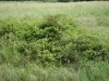 Blackberry, Dewberry, Bramble: Whole Plant