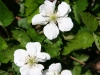 Blackberry, Dewberry, Bramble: Flower