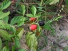 Blackberry, Dewberry, Bramble: Fruit