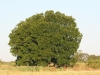 Blackjack oak: Whole Plant