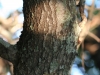 Blackjack oak: Stem