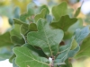 Blackjack oak: Leaf