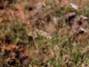 Blue grama: Inflorescence