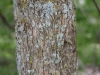 Bois d\'arc, Osage orange: Stem
