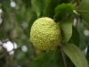 Bois d\'arc, Osage orange: Fruit