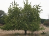 Bois d\'arc, Osage orange: Whole Plant
