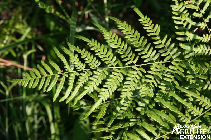 Plants of Texas Rangelands » Bracken Fern