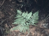 Bracken fern: Leaf