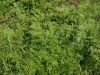 Bracken fern: Population