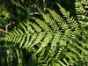 Bracken fern: Leaf