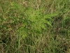 Bracken fern: Whole Plant