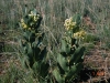 Broad-leafed milkweed: Whole Plant