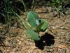 Broad-leafed milkweed: Seedling