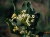 Broad-leafed milkweed: Flower