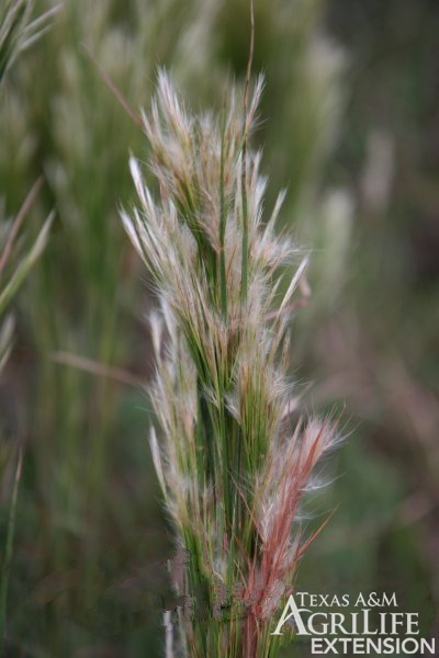 Plants Of Texas Rangelands 187 Broomsedge Bluestem