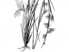 Broomsedge bluestem: Whole Plant