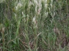 Broomsedge bluestem: Whole Plant