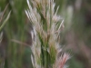 Broomsedge bluestem: Infloresence