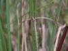Broomsedge bluestem: Leaf Axis