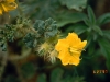 Buffalobur: Flower