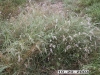 Buffelgrass: Whole Plant