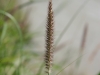 Buffelgrass: Inflorescence