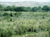 Burrobrush: Population