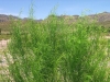 Burrobrush: Leaf