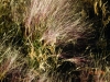 Burrograss: Flower