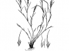 Bush muhly: Whole Plant