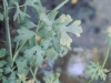 Buttercup: Leaf