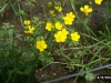 Buttercup: Flower