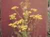 Butterweed: Whole Plant