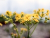 Butterweed: Flower