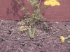 Butterweed: Stem