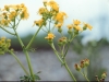 Butterweed: Leaf