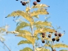Buttonbush: Leaf