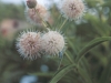 Buttonbush: Flower