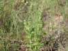 Camphorweed: Whole Plant