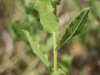 Camphorweed: Leaf